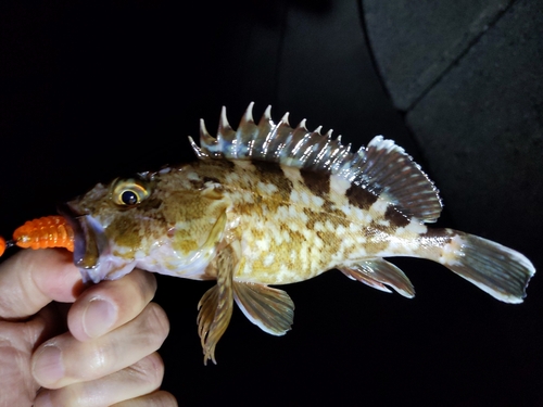 カサゴの釣果