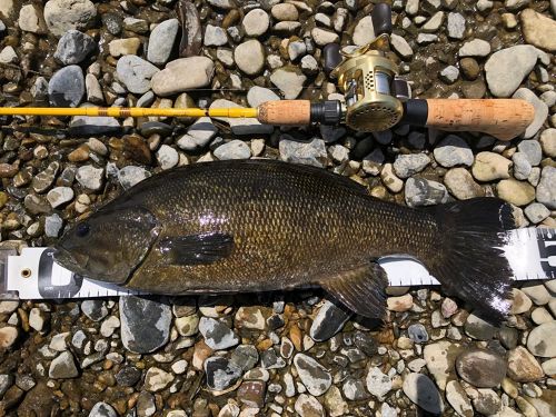 スモールマウスバスの釣果