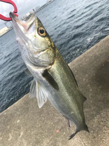 フッコ（マルスズキ）の釣果