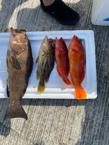 オオモンハタの釣果