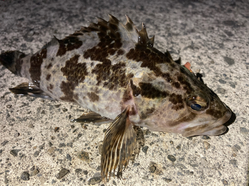 タケノコメバルの釣果