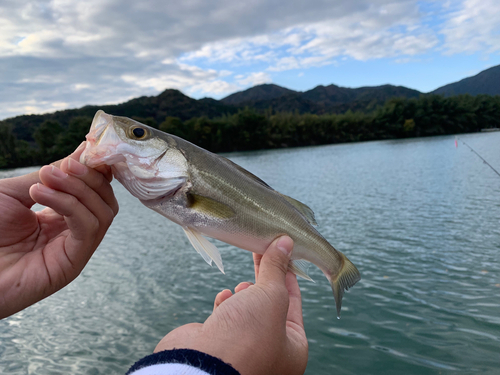 セイゴ（マルスズキ）の釣果