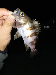 アカメバルの釣果