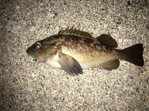 ガヤの釣果