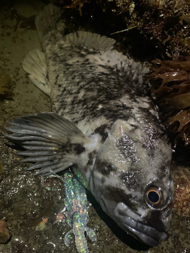 ハチガラの釣果