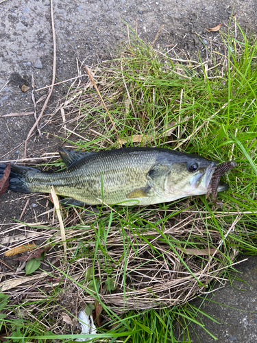 ラージマウスバスの釣果