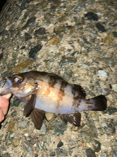 シロメバルの釣果