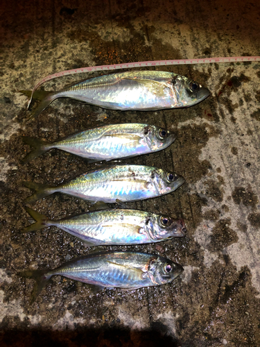 アジの釣果