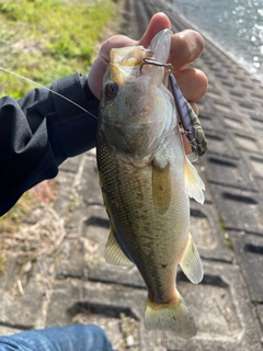 ラージマウスバスの釣果