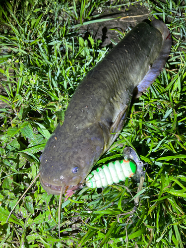 ナマズの釣果