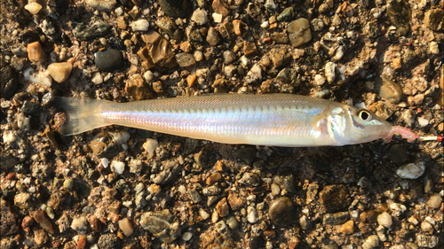 シロギスの釣果