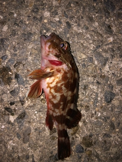 カサゴの釣果