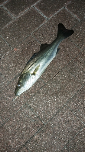 セイゴ（マルスズキ）の釣果