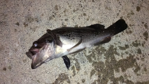 クロソイの釣果