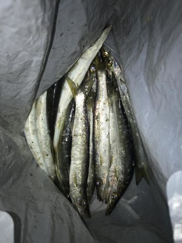 カマスの釣果