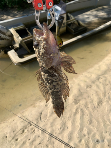 ホシマダラハゼの釣果