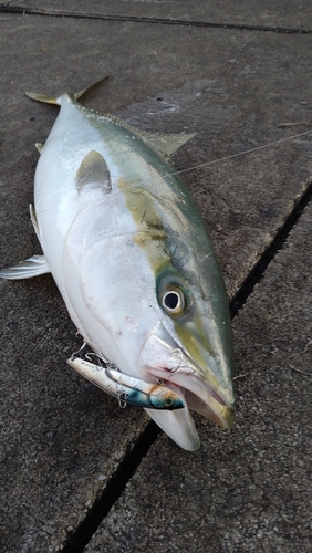 ワラサの釣果