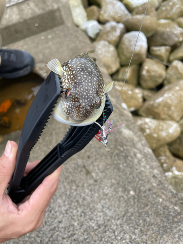 ショウサイフグの釣果