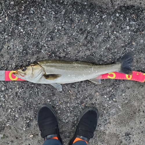 マルスズキの釣果