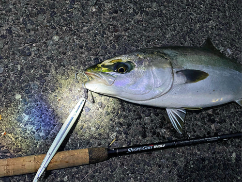 ハマチの釣果