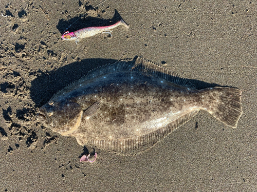 ソゲの釣果