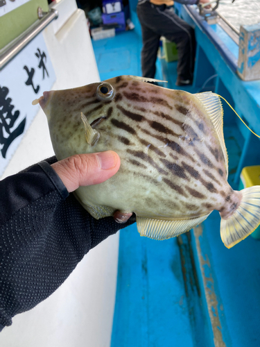 カワハギの釣果