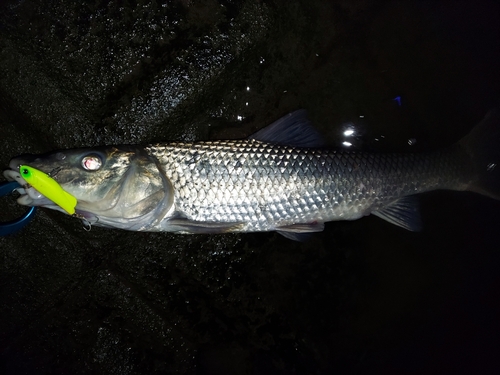 ソゲの釣果