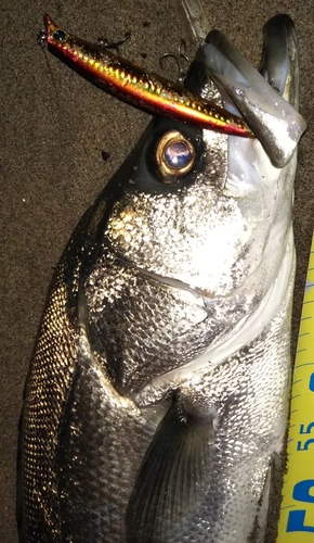 シーバスの釣果