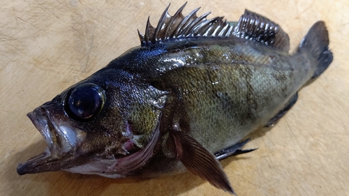 メバルの釣果