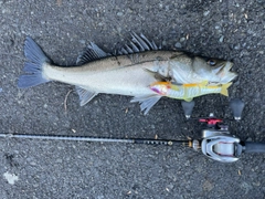 シーバスの釣果