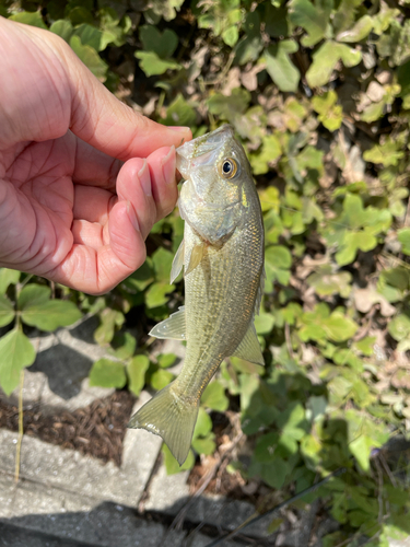 ブラックバスの釣果