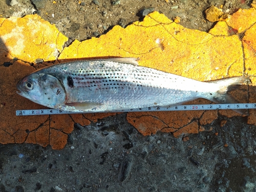 コノシロの釣果