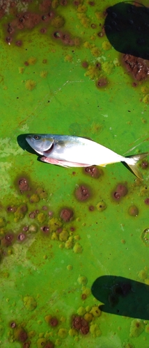 ツバスの釣果