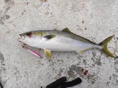 ヤズの釣果