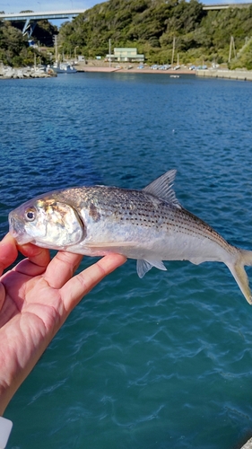 コノシロの釣果