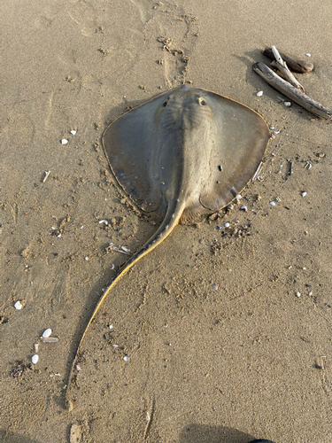 アカエイの釣果