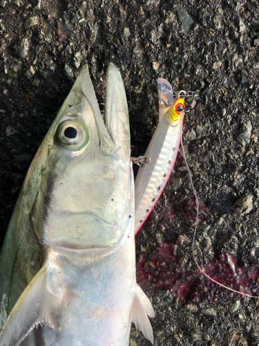 サゴシの釣果