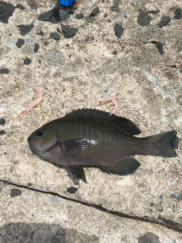 クロメジナの釣果