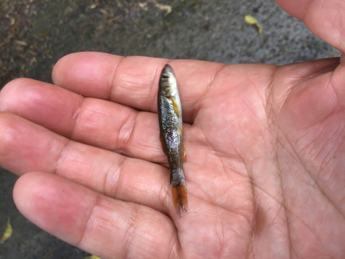 アブラハヤの釣果