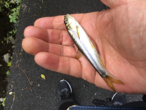 カワムツの釣果