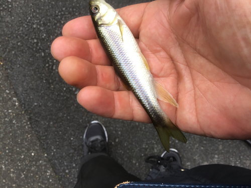 カワムツの釣果