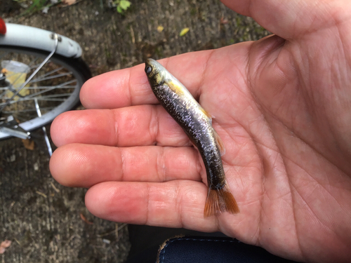 アブラハヤの釣果