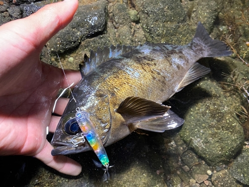 クロメバルの釣果