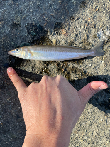 キスの釣果