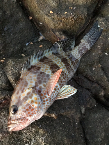 オオモンハタの釣果