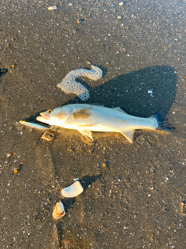 セイゴ（マルスズキ）の釣果