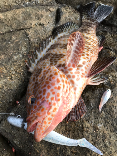 オオモンハタの釣果