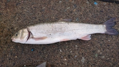 マルタウグイの釣果