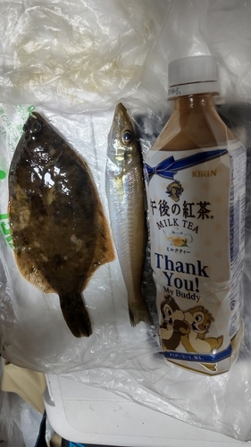 カレイの釣果