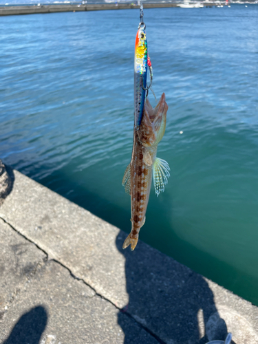 エソの釣果